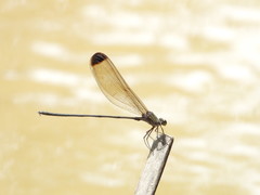 Vestalis apicalis