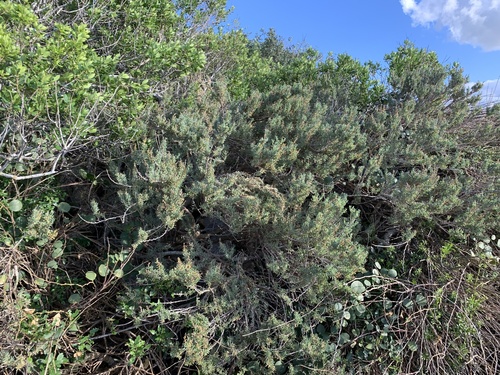 Maltese Salt-tree (Salsola melitensis)