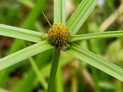 Cyperus
