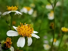 Bidens pilosa