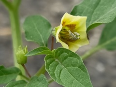 Physalis angulata