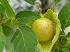 Physalis angulata