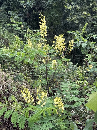 Foto de Papoula-do-himalaia