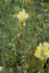 Linaria biebersteinii