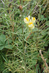 Linaria biebersteinii