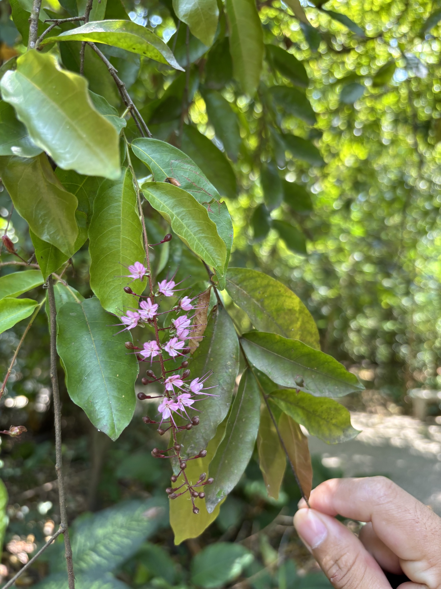 Imagem de Cereja-do-mato