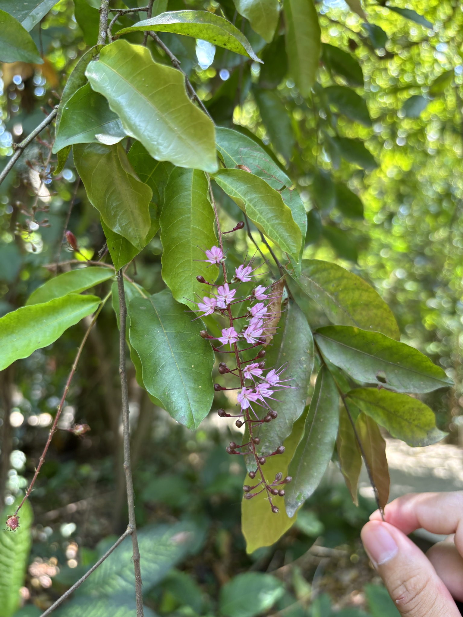 Imagem de Cereja-do-mato