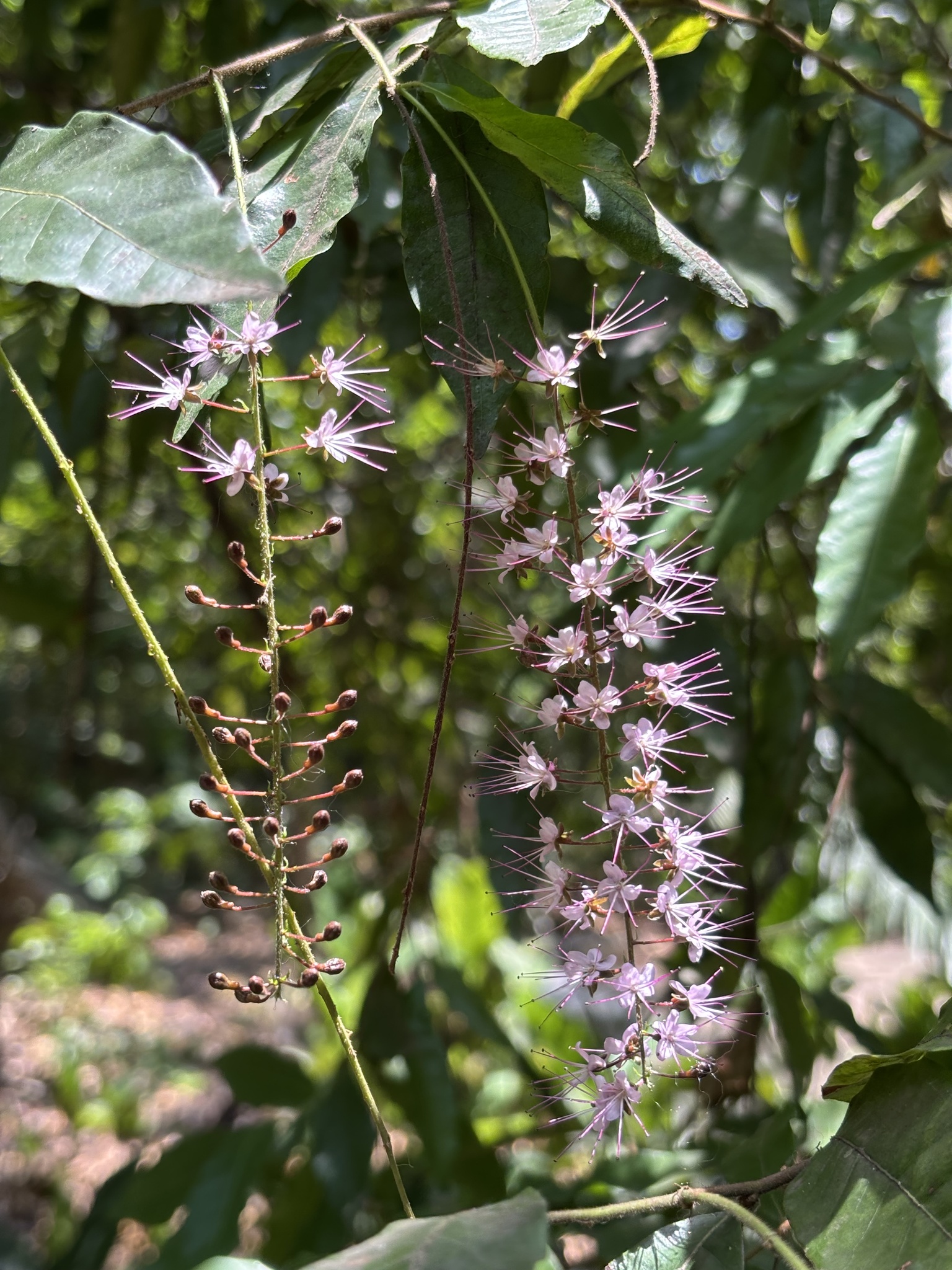 Imagem de Cereja-do-mato