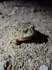Anaxyrus californicus