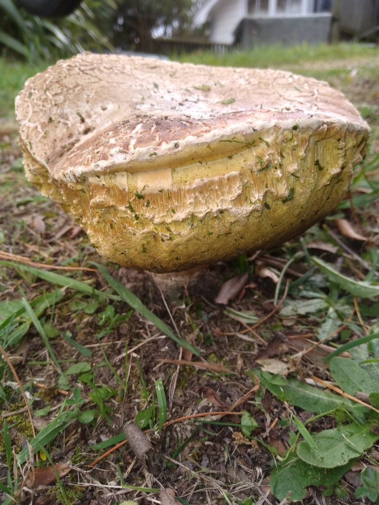 Boletus edulis · April 2025 · photo: © robert42956 (iNaturalist, )
