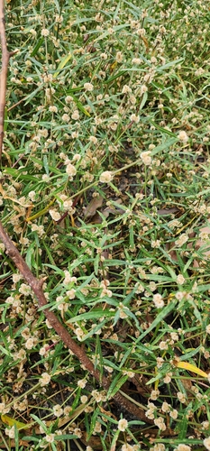 Image of Alternanthera denticulata by (c) Wendy F, some rights reserved (CC BY)