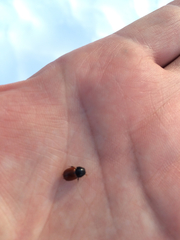 Aphodius