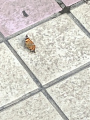 Vanessa cardui