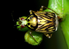 Lucitanus punctatus