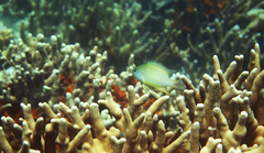 Chrysiptera oxycephala