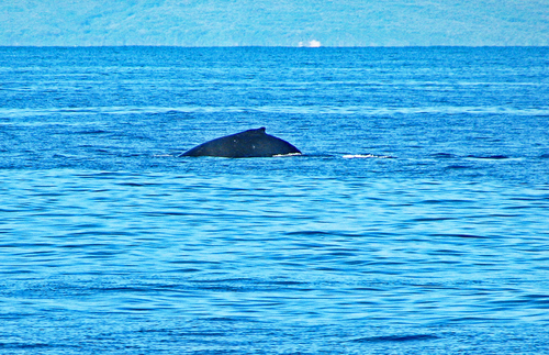 Humpback Whale photographed in Hawaii