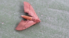 Marumba cristata