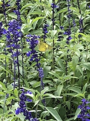 Colias