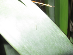 Caeciliusidae