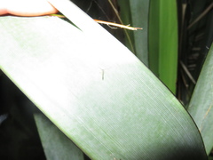 Caeciliusidae