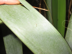 Caeciliusidae