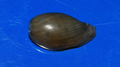 Notocypraea