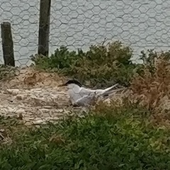 Thalasseus sandvicensis