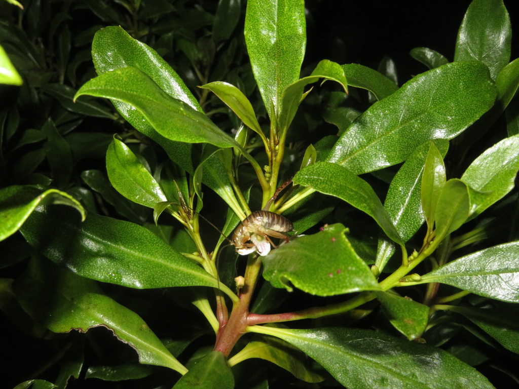 Wellington Tree Wētā from Mana Island, Wellington, New Zealand on