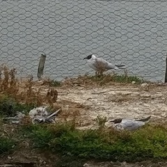 Chroicocephalus ridibundus