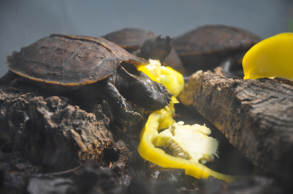Arakan Forest Turtle