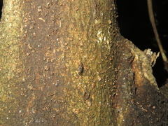 Sylvicola neozelandicus