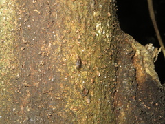 Sylvicola neozelandicus