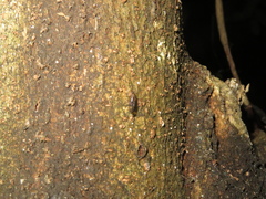 Sylvicola neozelandicus