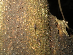 Sylvicola neozelandicus