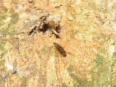 Sylvicola neozelandicus