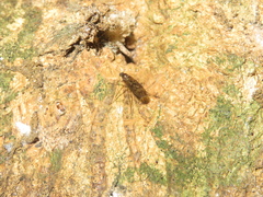 Sylvicola neozelandicus