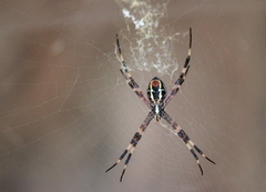 Argiope radon