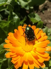 Protaetia marginicollis