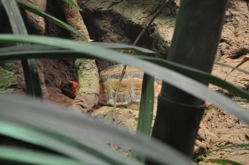Bourret’s Box Turtle, Cuora bourreti