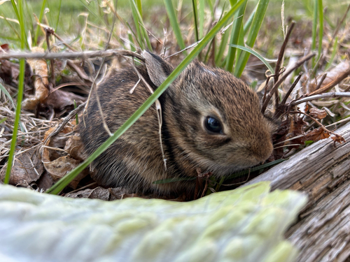 Eastern Cottontail photographed in Rhode Island