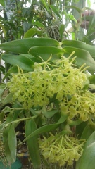 Epidendrum difforme