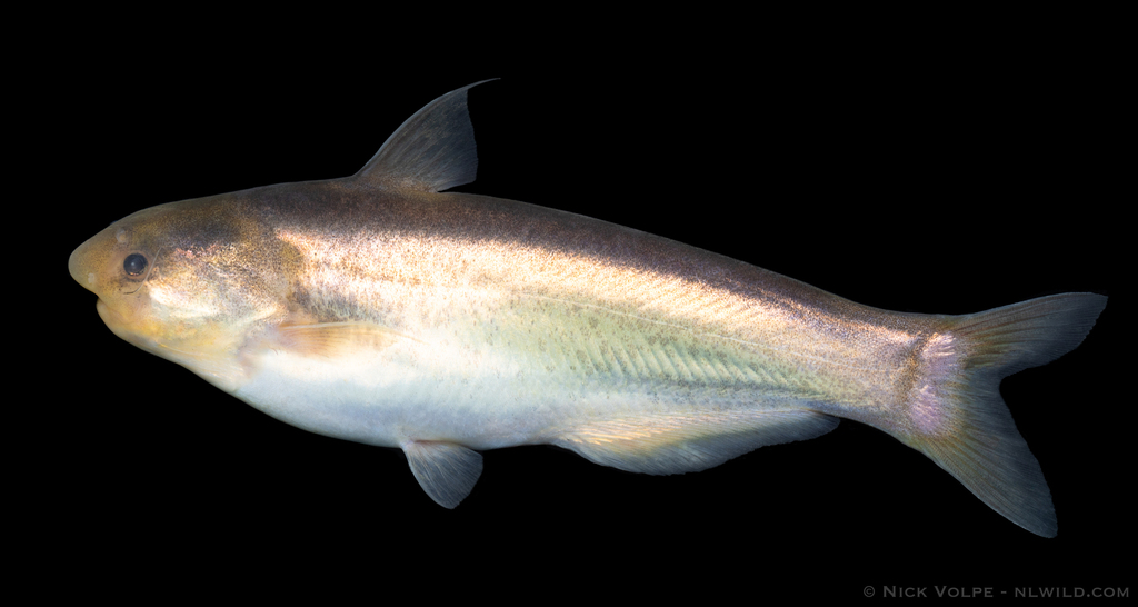 Cetopsis pearsoni