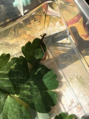 Ablepharus kitaibelii