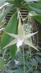 Angraecum sesquipedale