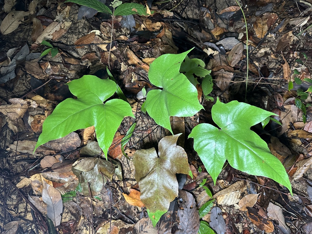 Tectaria palmata (Tectaria palmata)