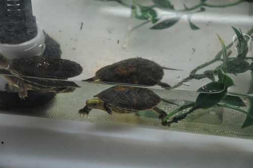 Yellow-headed Box Turtle, Cuora aurocapitata