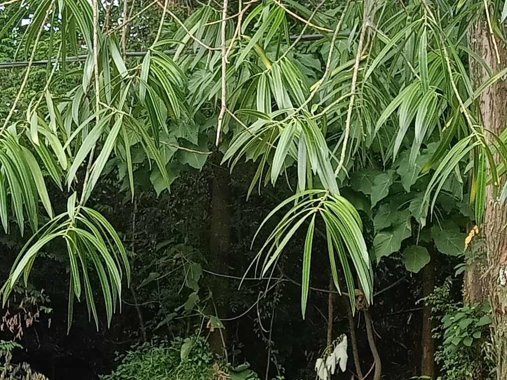 Podocarpus rumphii; photograph (c) Ong Jyh Seng, some rights reserved (CC BY-SA)