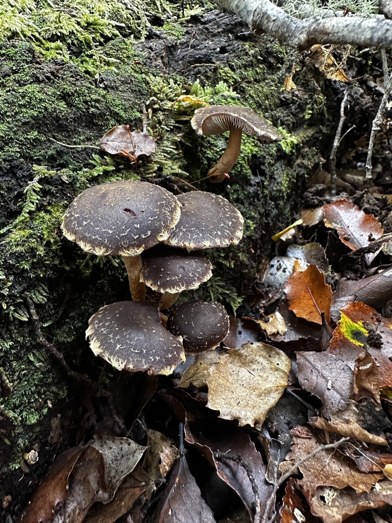 Hypholoma brunneum · April 2025 · photo: © nicolamh (iNaturalist, CC)