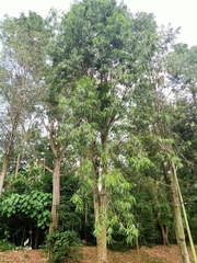 Podocarpus rumphii