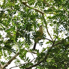 Dryoscopus gambensis